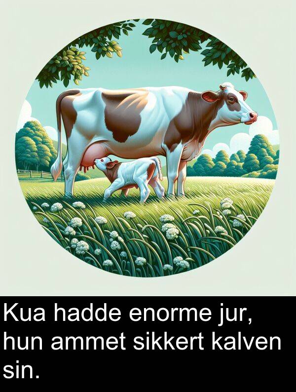 sikkert: Kua hadde enorme jur, hun ammet sikkert kalven sin.