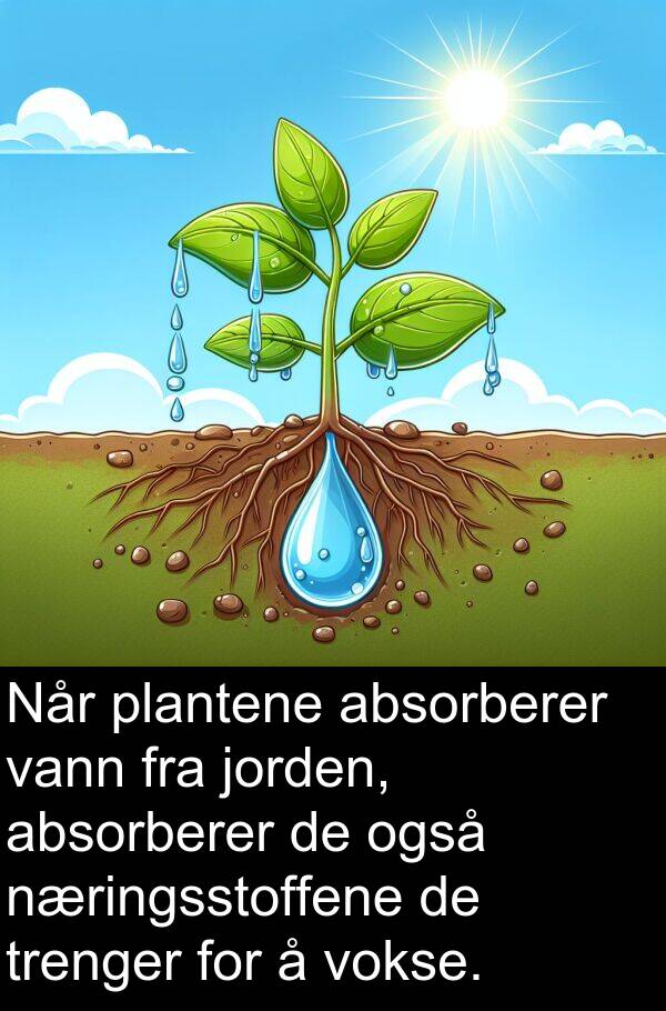 plantene: Når plantene absorberer vann fra jorden, absorberer de også næringsstoffene de trenger for å vokse.