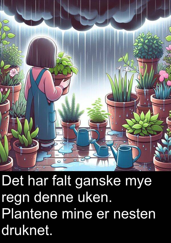 falt: Det har falt ganske mye regn denne uken. Plantene mine er nesten druknet.