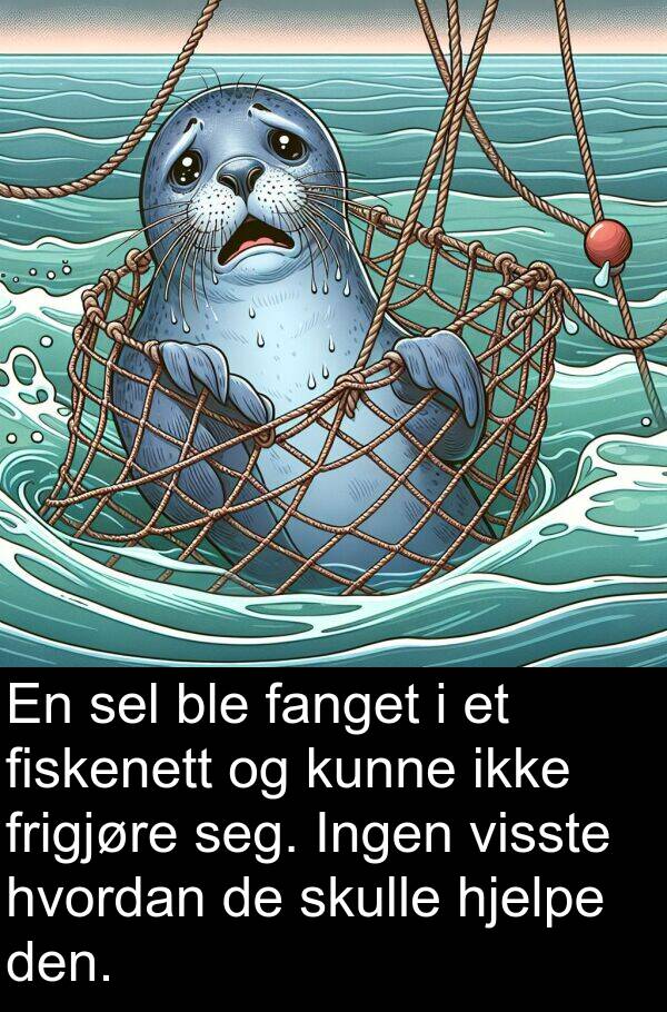 fanget: En sel ble fanget i et fiskenett og kunne ikke frigjøre seg. Ingen visste hvordan de skulle hjelpe den.