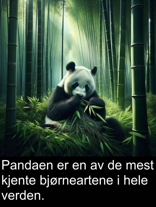 verden: Pandaen er en av de mest kjente bjørneartene i hele verden.