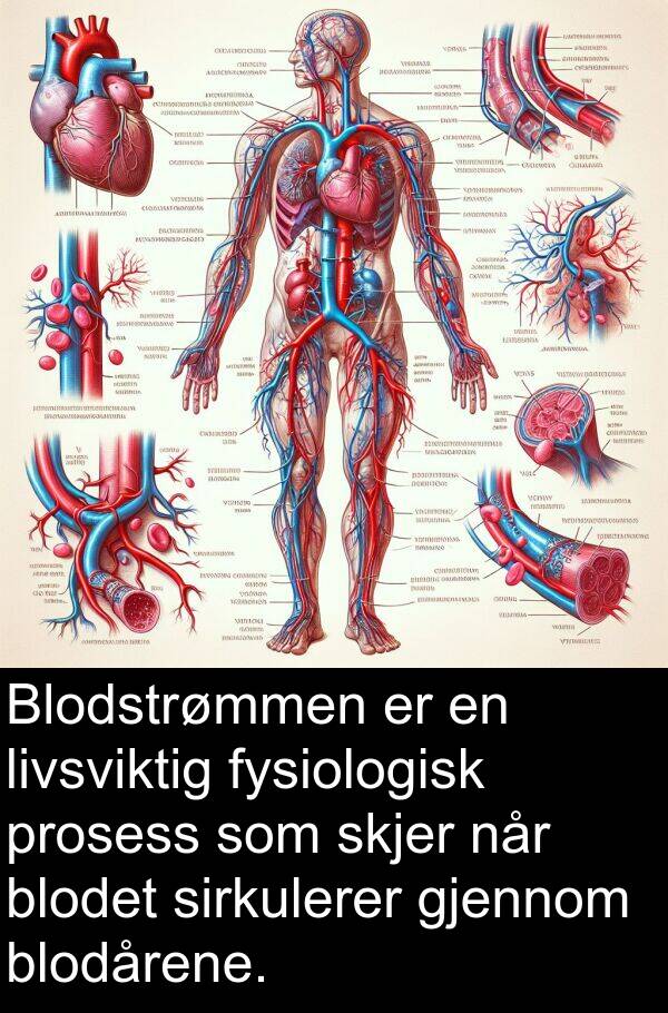blodet: Blodstrømmen er en livsviktig fysiologisk prosess som skjer når blodet sirkulerer gjennom blodårene.