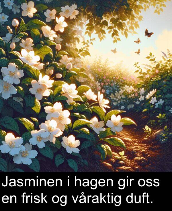våraktig: Jasminen i hagen gir oss en frisk og våraktig duft.