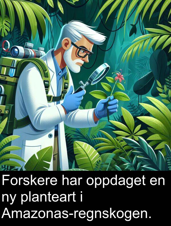 planteart: Forskere har oppdaget en ny planteart i Amazonas-regnskogen.