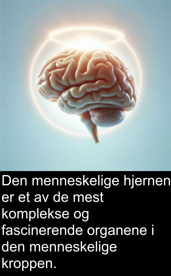 komplekse: Den menneskelige hjernen er et av de mest komplekse og fascinerende organene i den menneskelige kroppen.