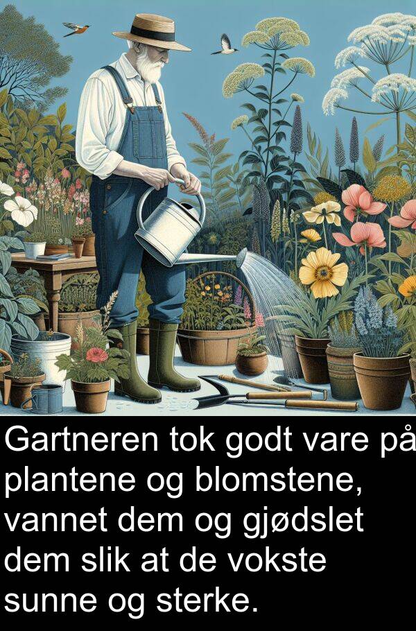 plantene: Gartneren tok godt vare på plantene og blomstene, vannet dem og gjødslet dem slik at de vokste sunne og sterke.