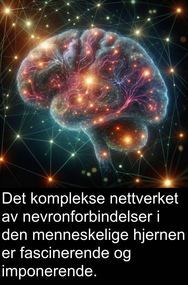 komplekse: Det komplekse nettverket av nevronforbindelser i den menneskelige hjernen er fascinerende og imponerende.