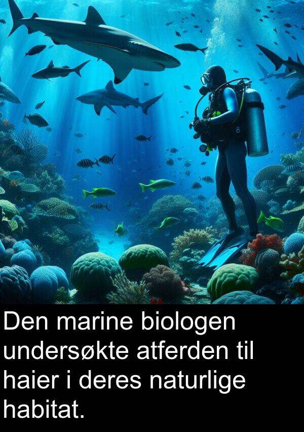 habitat: Den marine biologen undersøkte atferden til haier i deres naturlige habitat.