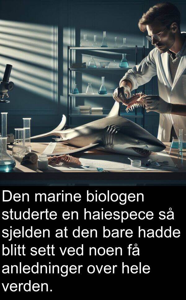 studerte: Den marine biologen studerte en haiespece så sjelden at den bare hadde blitt sett ved noen få anledninger over hele verden.