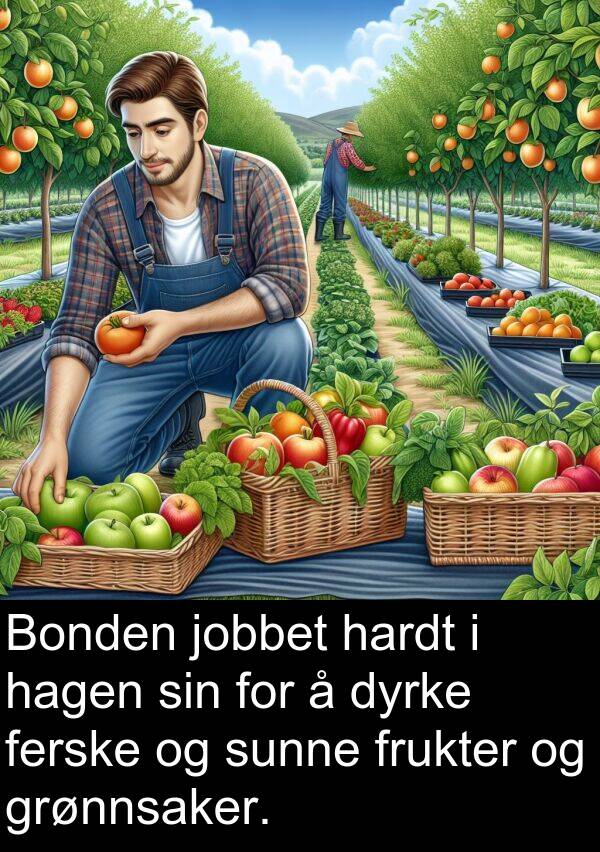 hardt: Bonden jobbet hardt i hagen sin for å dyrke ferske og sunne frukter og grønnsaker.