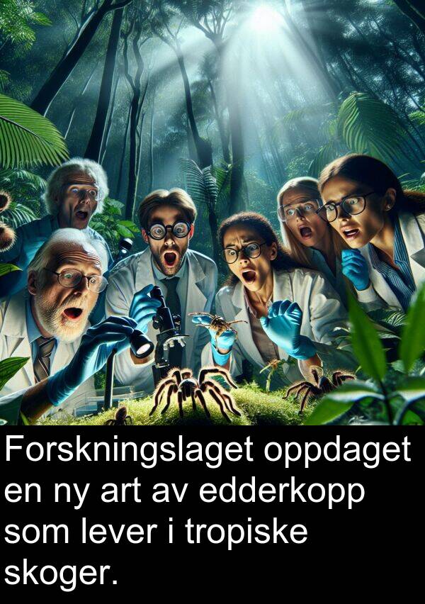 oppdaget: Forskningslaget oppdaget en ny art av edderkopp som lever i tropiske skoger.