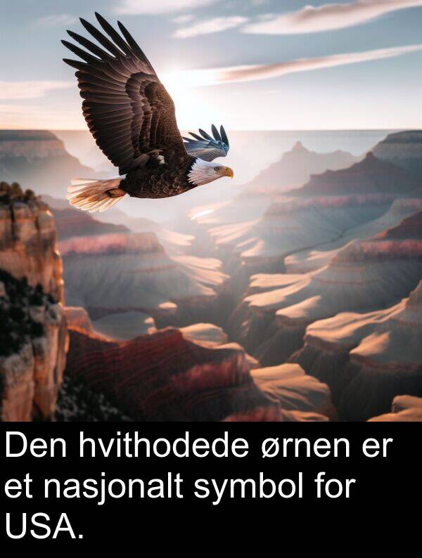 ørnen: Den hvithodede ørnen er et nasjonalt symbol for USA.