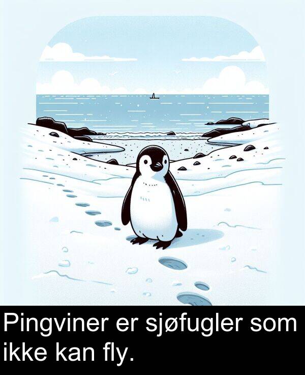 fly: Pingviner er sjøfugler som ikke kan fly.
