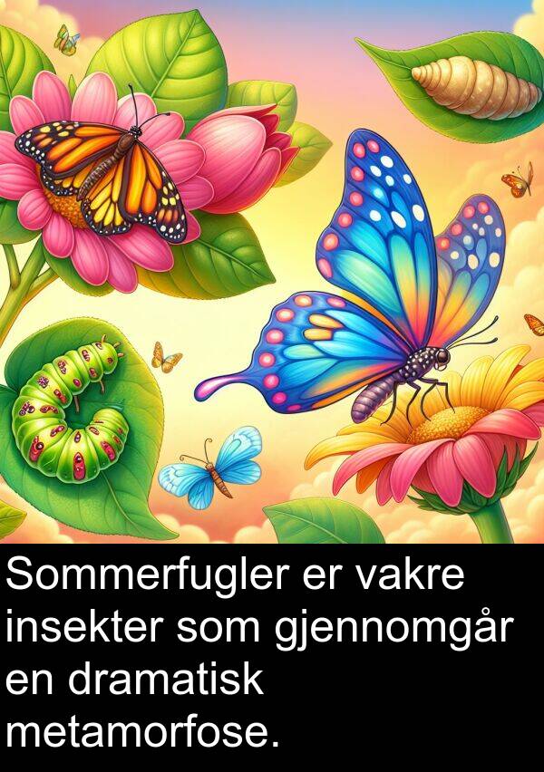 vakre: Sommerfugler er vakre insekter som gjennomgår en dramatisk metamorfose.
