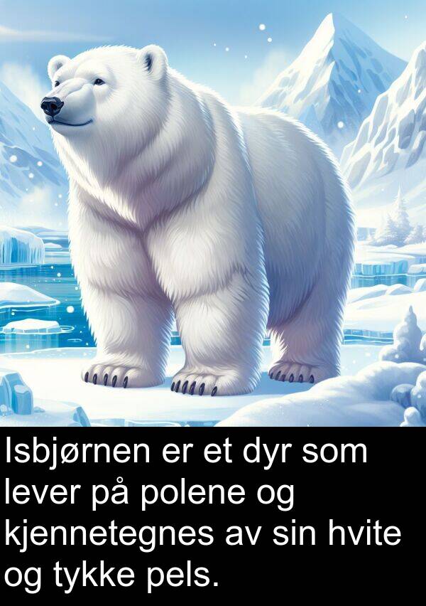 hvite: Isbjørnen er et dyr som lever på polene og kjennetegnes av sin hvite og tykke pels.