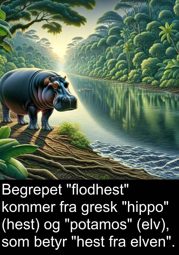 betyr: Begrepet "flodhest" kommer fra gresk "hippo" (hest) og "potamos" (elv), som betyr "hest fra elven".