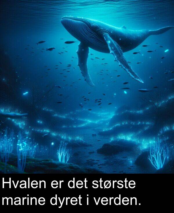 dyret: Hvalen er det største marine dyret i verden.