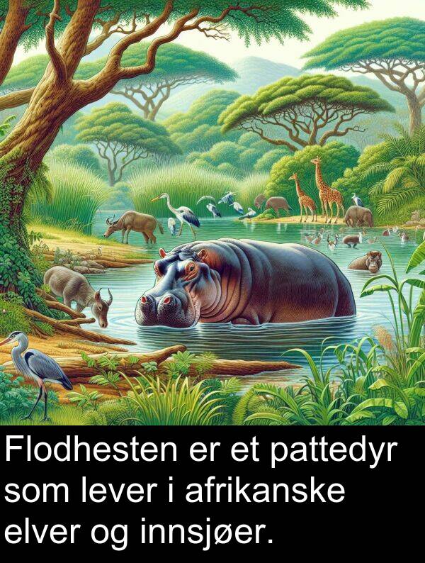 pattedyr: Flodhesten er et pattedyr som lever i afrikanske elver og innsjøer.