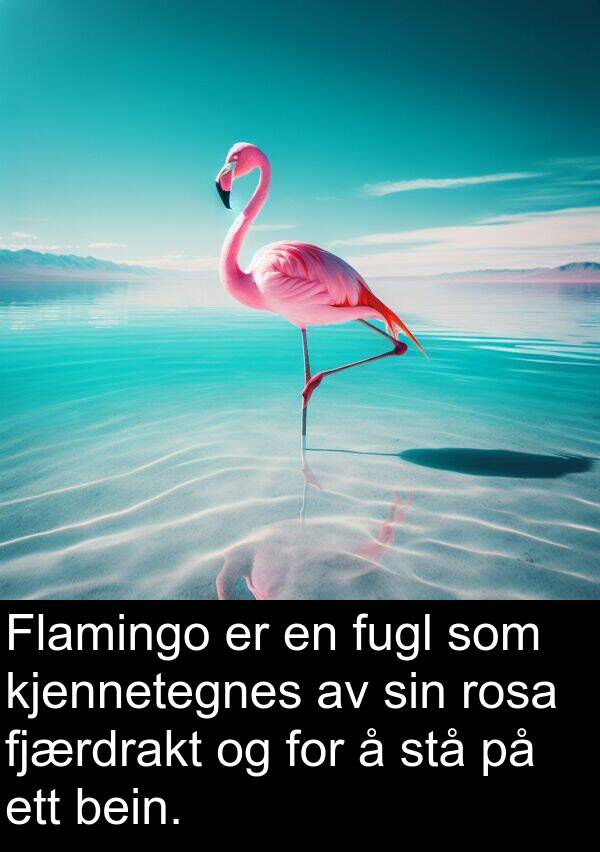 kjennetegnes: Flamingo er en fugl som kjennetegnes av sin rosa fjærdrakt og for å stå på ett bein.