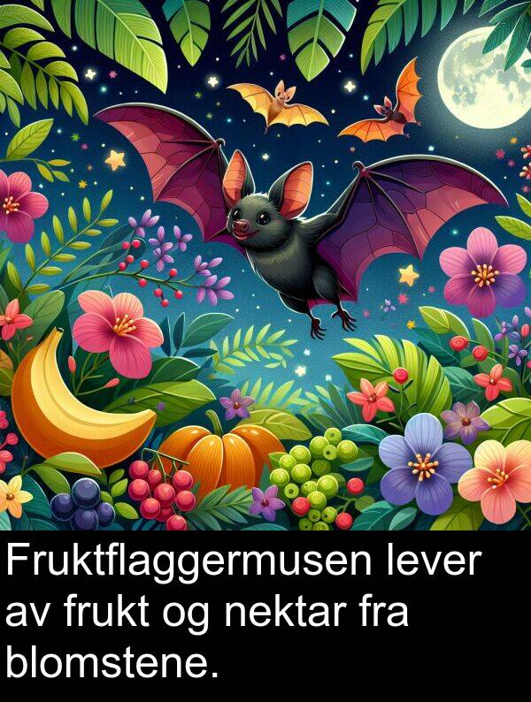 nektar: Fruktflaggermusen lever av frukt og nektar fra blomstene.