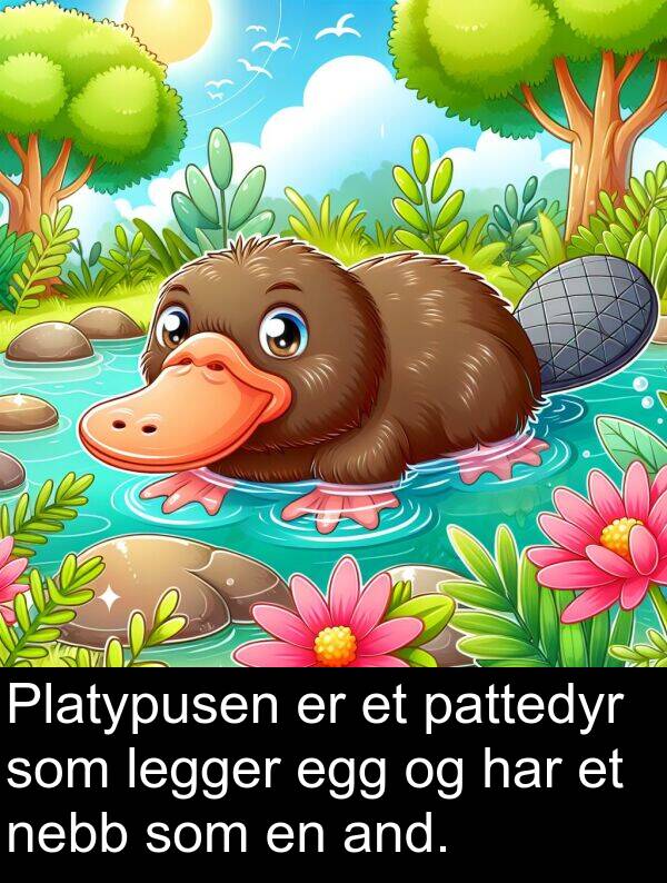 nebb: Platypusen er et pattedyr som legger egg og har et nebb som en and.