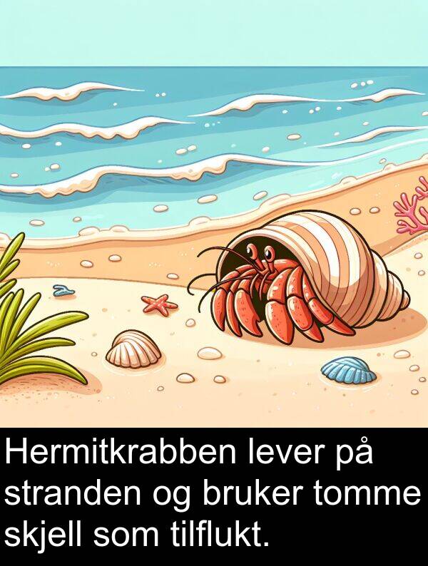 skjell: Hermitkrabben lever på stranden og bruker tomme skjell som tilflukt.