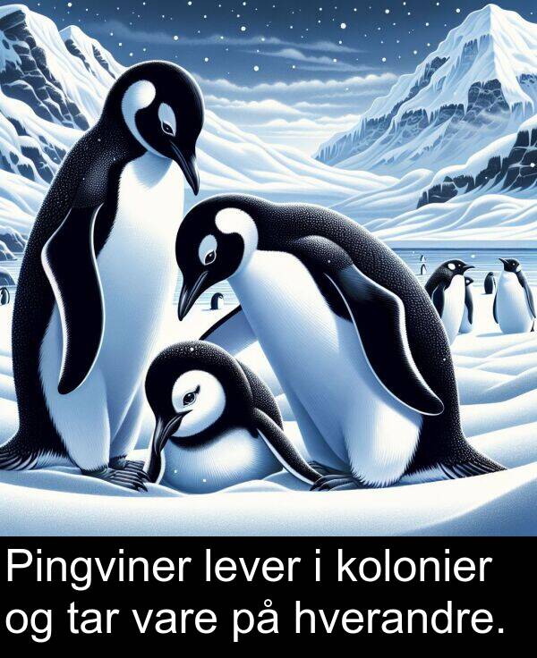 hverandre: Pingviner lever i kolonier og tar vare på hverandre.