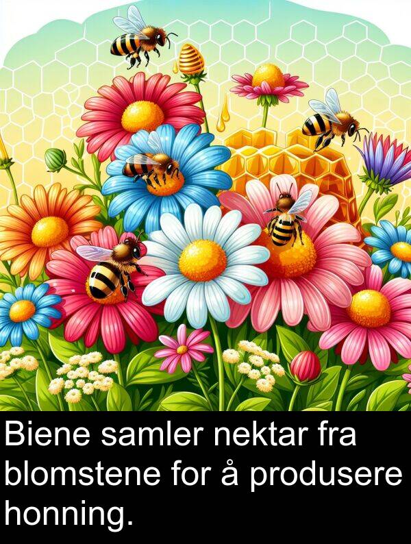 samler: Biene samler nektar fra blomstene for å produsere honning.