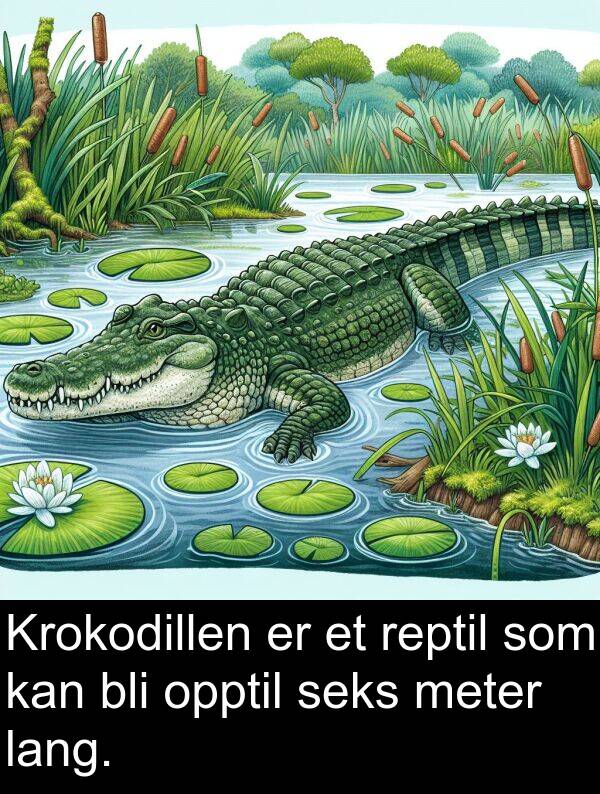 opptil: Krokodillen er et reptil som kan bli opptil seks meter lang.
