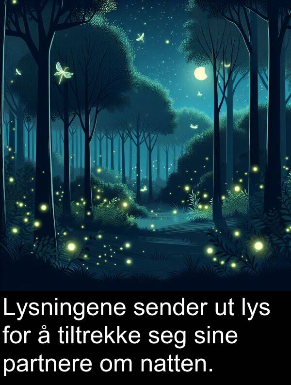 sender: Lysningene sender ut lys for å tiltrekke seg sine partnere om natten.