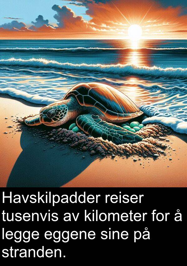 reiser: Havskilpadder reiser tusenvis av kilometer for å legge eggene sine på stranden.