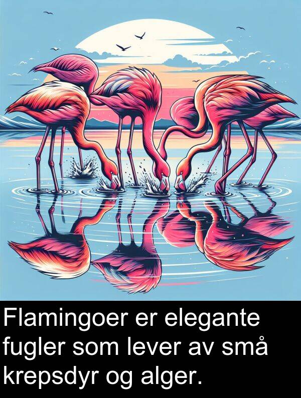små: Flamingoer er elegante fugler som lever av små krepsdyr og alger.