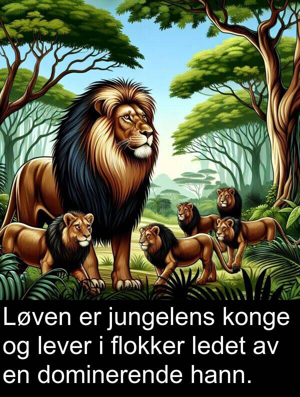 dominerende: Løven er jungelens konge og lever i flokker ledet av en dominerende hann.
