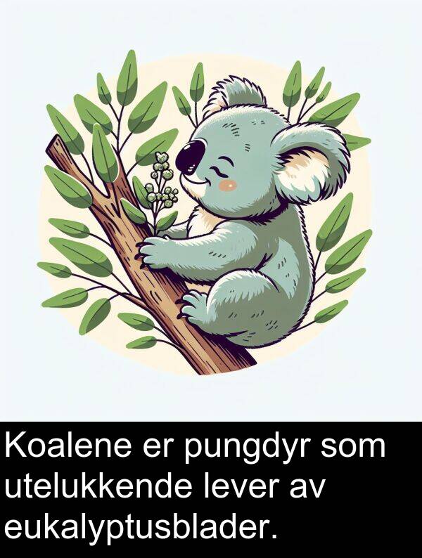 utelukkende: Koalene er pungdyr som utelukkende lever av eukalyptusblader.
