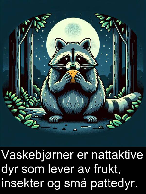 dyr: Vaskebjørner er nattaktive dyr som lever av frukt, insekter og små pattedyr.