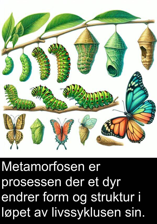 form: Metamorfosen er prosessen der et dyr endrer form og struktur i løpet av livssyklusen sin.
