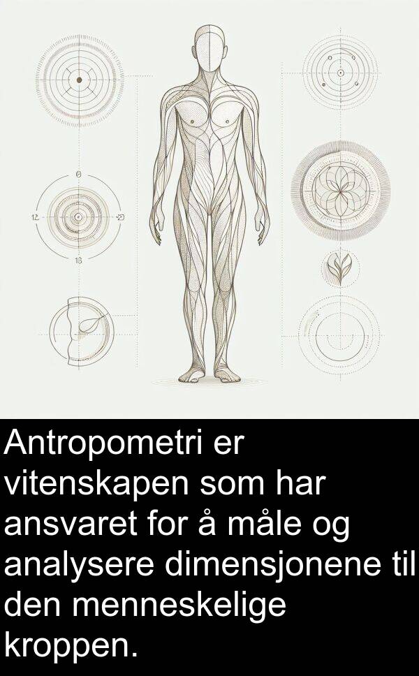 analysere: Antropometri er vitenskapen som har ansvaret for å måle og analysere dimensjonene til den menneskelige kroppen.