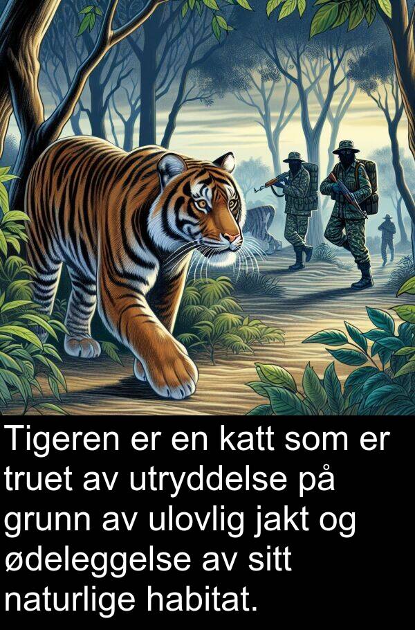 habitat: Tigeren er en katt som er truet av utryddelse på grunn av ulovlig jakt og ødeleggelse av sitt naturlige habitat.
