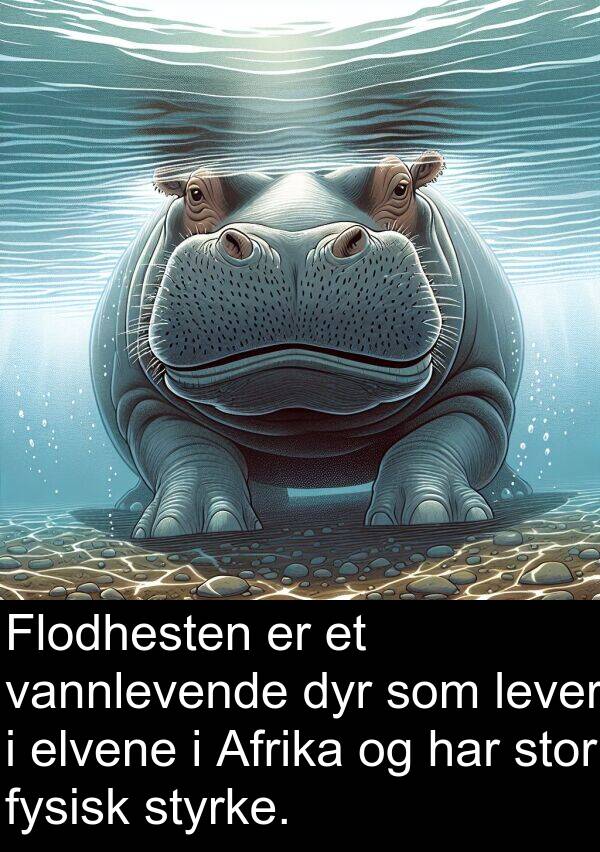 dyr: Flodhesten er et vannlevende dyr som lever i elvene i Afrika og har stor fysisk styrke.