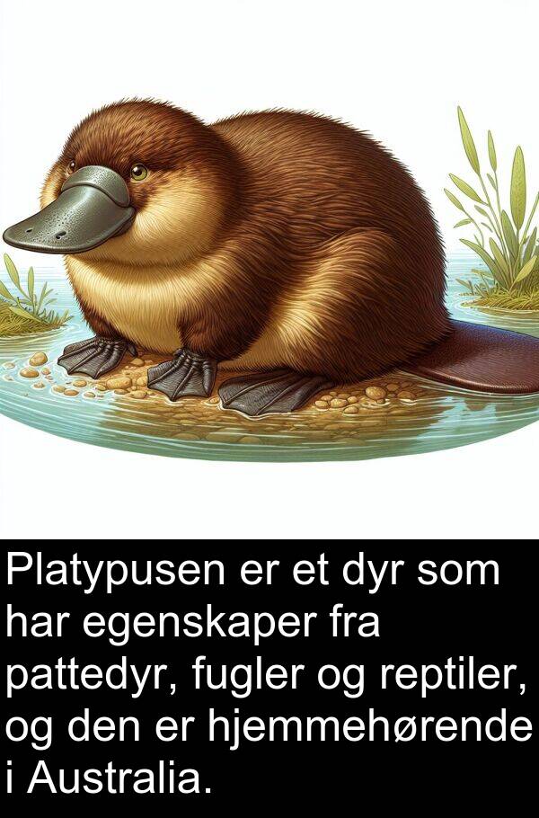 dyr: Platypusen er et dyr som har egenskaper fra pattedyr, fugler og reptiler, og den er hjemmehørende i Australia.