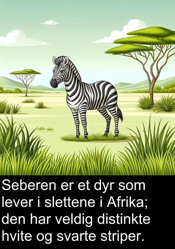 hvite: Seberen er et dyr som lever i slettene i Afrika; den har veldig distinkte hvite og svarte striper.