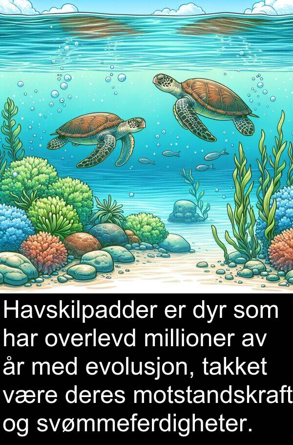 overlevd: Havskilpadder er dyr som har overlevd millioner av år med evolusjon, takket være deres motstandskraft og svømmeferdigheter.