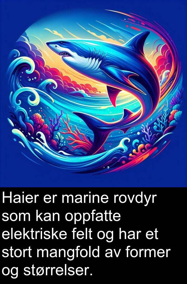 oppfatte: Haier er marine rovdyr som kan oppfatte elektriske felt og har et stort mangfold av former og størrelser.