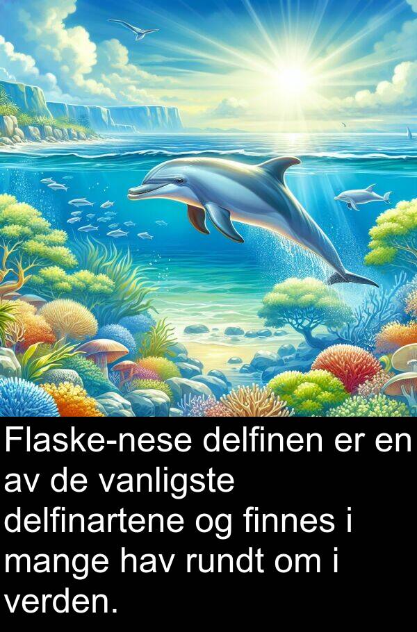 hav: Flaske-nese delfinen er en av de vanligste delfinartene og finnes i mange hav rundt om i verden.