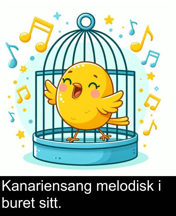 sitt: Kanariensang melodisk i buret sitt.