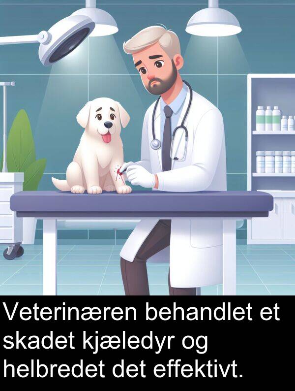 kjæledyr: Veterinæren behandlet et skadet kjæledyr og helbredet det effektivt.