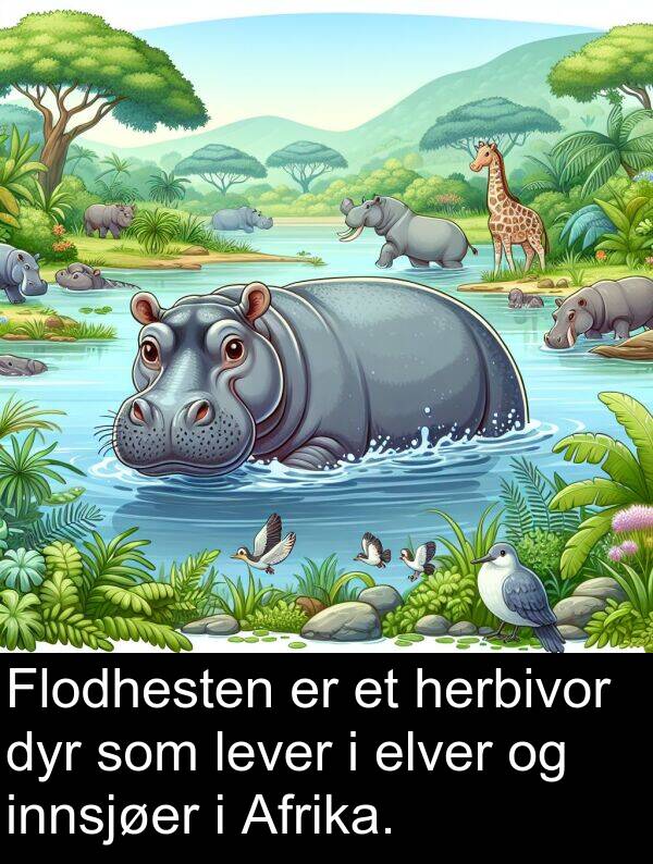 dyr: Flodhesten er et herbivor dyr som lever i elver og innsjøer i Afrika.