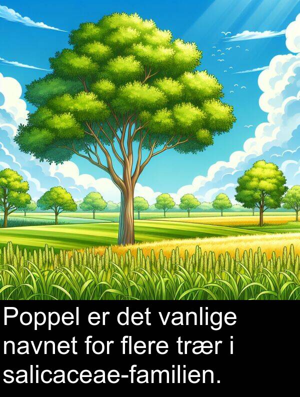 flere: Poppel er det vanlige navnet for flere trær i salicaceae-familien.