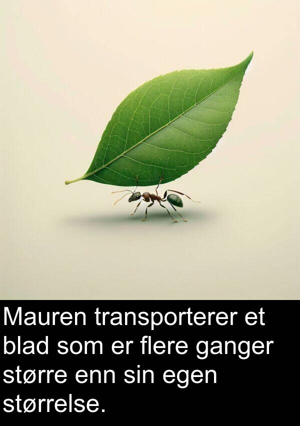 flere: Mauren transporterer et blad som er flere ganger større enn sin egen størrelse.