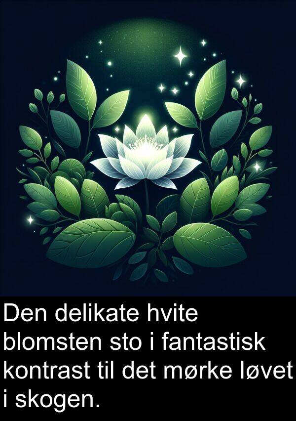 hvite: Den delikate hvite blomsten sto i fantastisk kontrast til det mørke løvet i skogen.